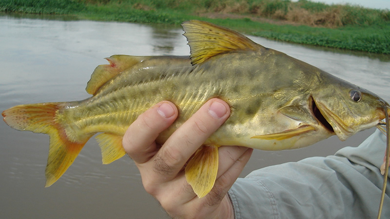 Pesca de Bagre amarillo (Pimelodus maculatus)