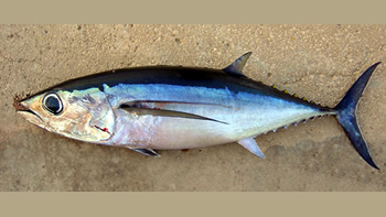 Pesca de Bonito en Tierra del Fuego