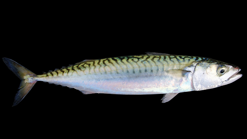 Pesca de Caballa (Scomber japonicus)