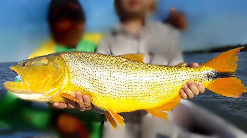 Pesca de Dorado (Salminus maxillosus)