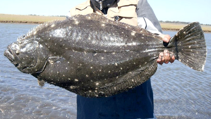 Pesca de Lenguado (Catachyridium jenynsi)