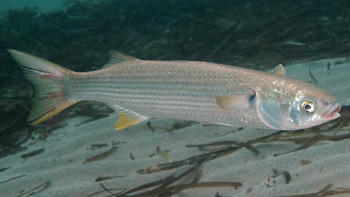 Pesca de Lisa en Chaco