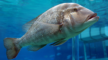 Pesca de Mero en Buenos Aires