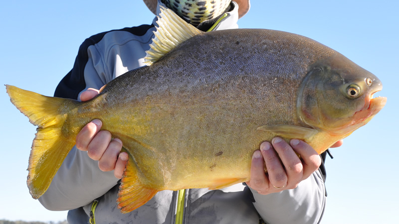 Pesca de Pacú (Piaractus mesopotamicus)