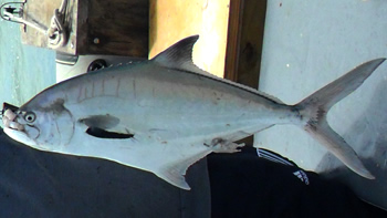 Pesca de Palometa de mar (Parona signata)