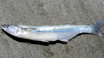 Pesca de Pejerrey de mar en Santa Cruz