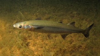 Pesca de Pejerrey patagónico en Neuquén