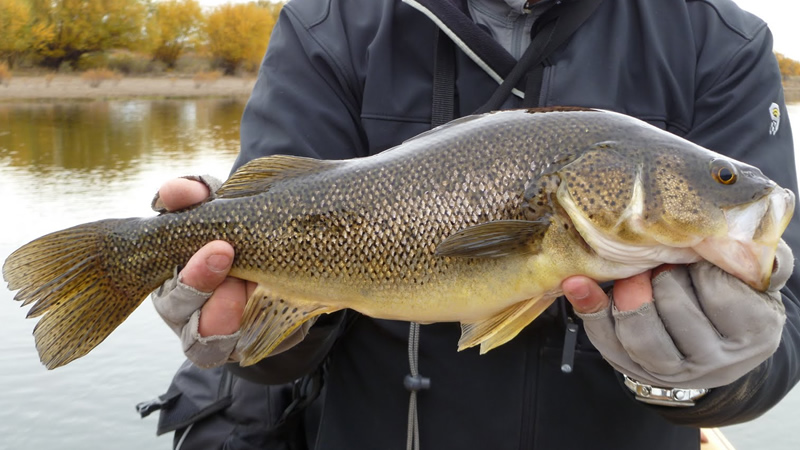 Pesca de Perca (Percichthys spp)