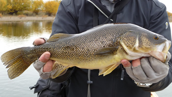 Pesca de Perca en Río Negro