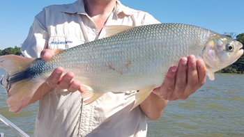 Pesca de Pirá pitá en Entre Ríos