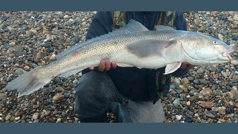 Pesca de Róbalo (Eleginops maclovinus)