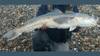 Pesca de Róbalo en Santa Cruz