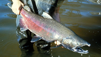 Pesca de Salmón Chinook