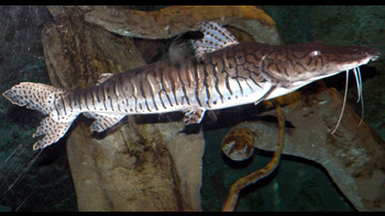 Pesca de Surubí atigrado (Pseuplatystoma fasciatum)