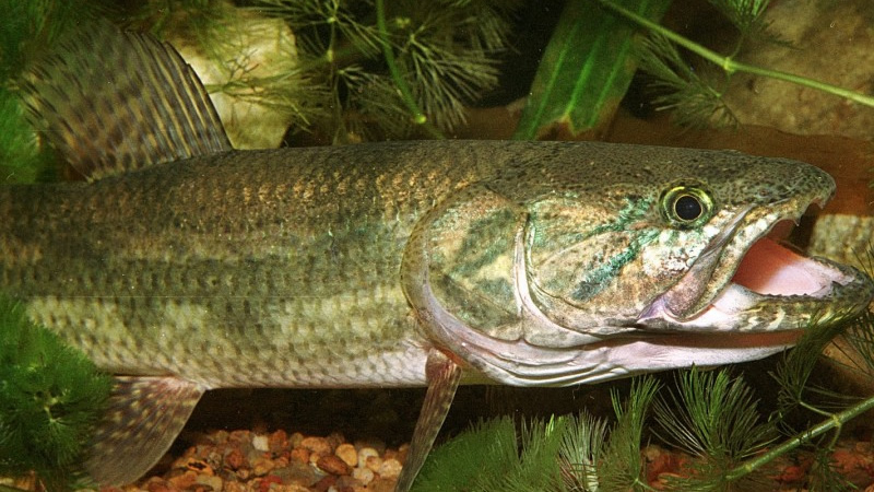 Pesca de Tararira o Tarucha
 (Hoplias malabarícus)