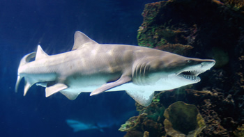 Pesca de Tiburón escalandrún en Santa Cruz