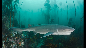 Pesca de Tiburón gatopardo en Santa Cruz