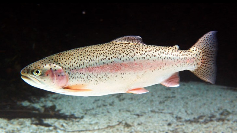 Pesca de Trucha arco iris o plateada (Oncorhynchus mykiss o Salmo gairdneri)