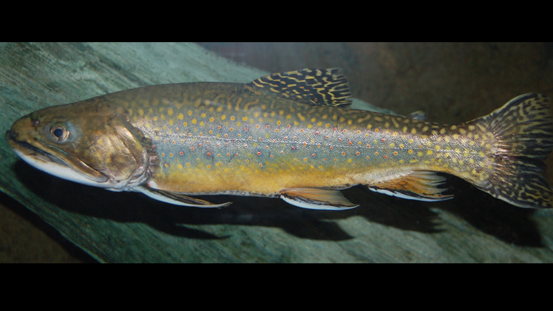 Pesca de Trucha de arroyo (Salvelinus fontinalis)