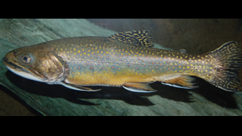 Pesca de Trucha de arroyo en Tierra del Fuego