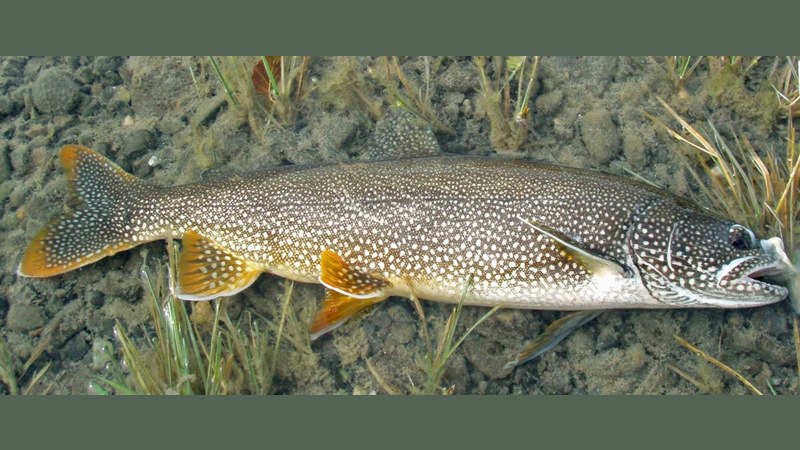 Pesca de Trucha de lago (Salvelinus namaycush)