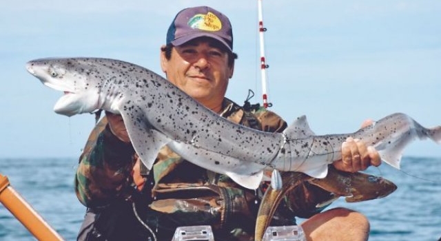 Chubut: Piden proteger al tiburón gatopardo amenazado por la pesca deportiva