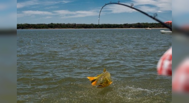 Pescadores deportivos lamentan la pesca en el Paraná: “La veda en Corrientes está frizada"