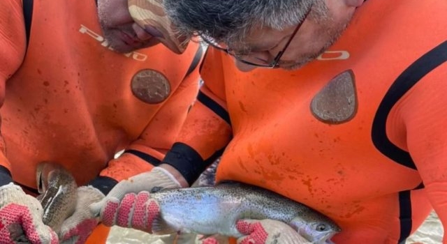 Realizaron en Río Pico campaña de desove de trucha Arco Iris