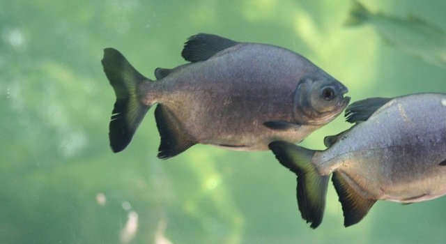 Estudian las poblaciones de los principales peces del río Paraná