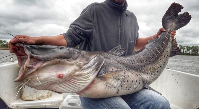 Ya rige la veda de la pesca del surubí en toda la Provincia
