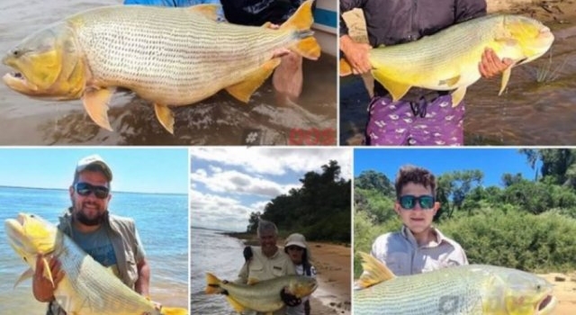 Increíble hallazgo: un dorado fue pescado y devuelto al río Paraná cinco veces