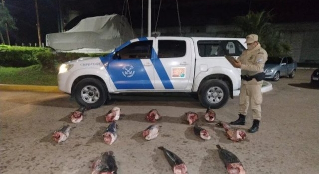 Decomisaron pescados en operativos por pesca ilegal