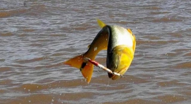 Prohíben el sacrificio de dorados y surubíes en Corrientes