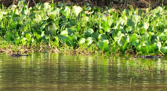 Naturaleza de Esquina, Corrientes