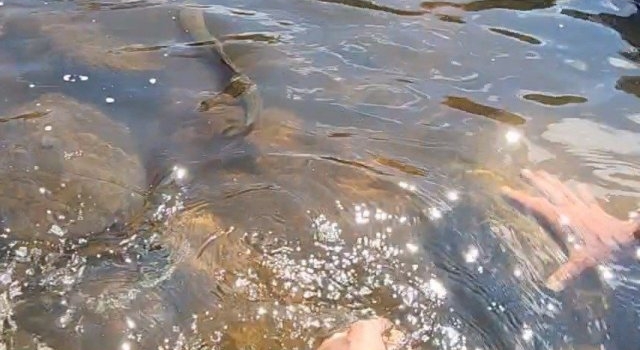 Pesca de truchas en Sierras de Córdoba