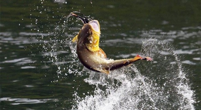 Por “extraordinaria” concentración de peces, prohibieron la pesca en Corrientes