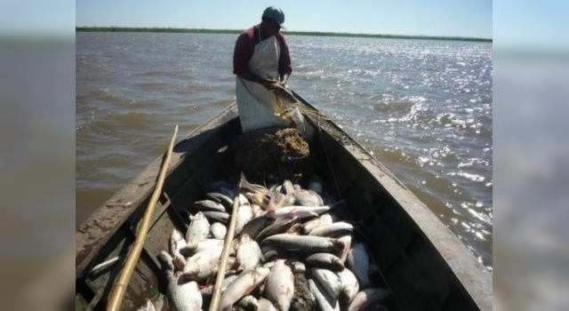 Santa Fe resolvió acatar el fallo para evitar la depredación de peces en el Paraná