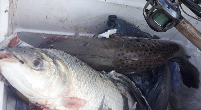 Sorprendidos con carpincho, vizcachas, surubí y sábalos
