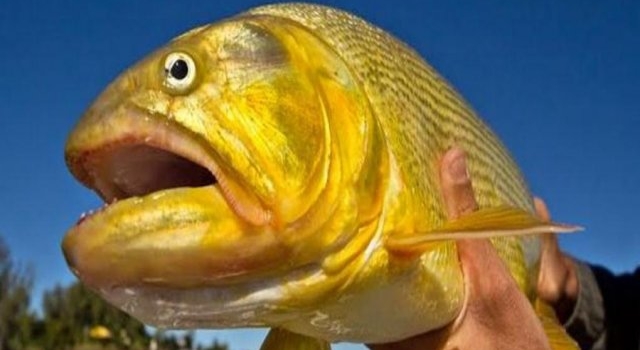 Prohibieron hasta fin de año la pesca del dorado en los ríos de Santiago del Estero