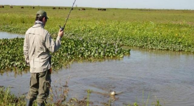 Limitan pesca de tararira en lagunas y ríos bonaerenses