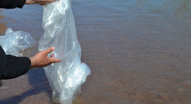 Comenzó el nacimiento de larvas de pejerrey en el Parque de la Biodiversidad