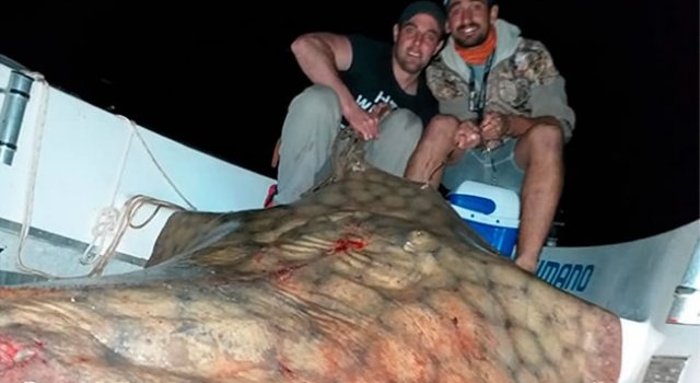 Pescaron una raya de 130 kilos en el río Paraná y la devolvieron