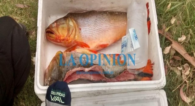 Sunchalense testigo del decomiso de pescados