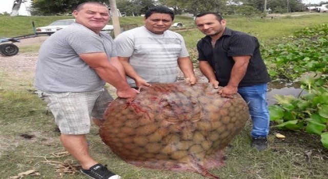 Alejandra: pescaron una raya de 85 kilos
