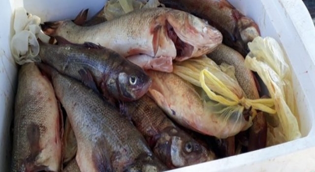 Le secuestraron gran cantidad de pescado ilegal que llevaba en el auto