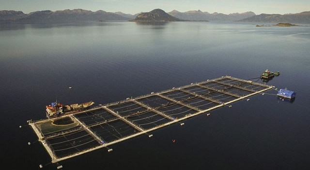 Escapan miles de salmones y hay riesgo medioambiental