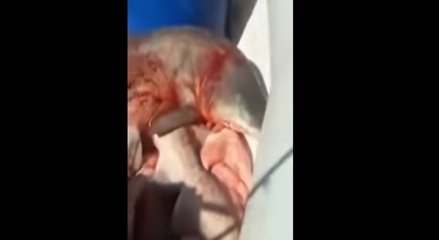Viralizan brutal video en el que festejan haber pescado 8 tiburones en la costa