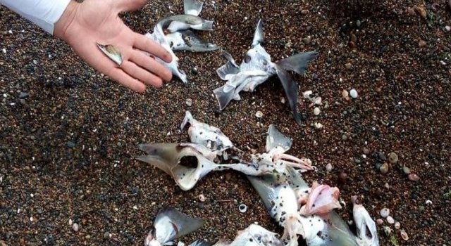 PIDEN A PESCADORES QUE SE LLEVEN SU BASURA.