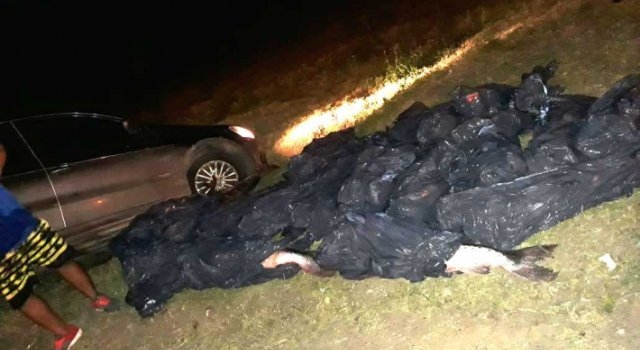 Antequera: incautan 380 kilos de pescado ilegal en un vehículo y demoran a un hombre que llevaba un arma