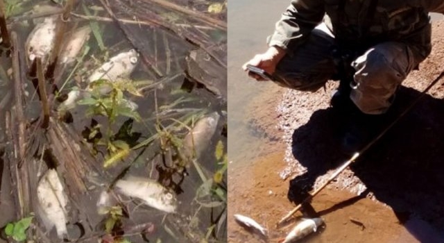Advierten que los ríos Paraná y Uruguay están contaminados con agroquímicos